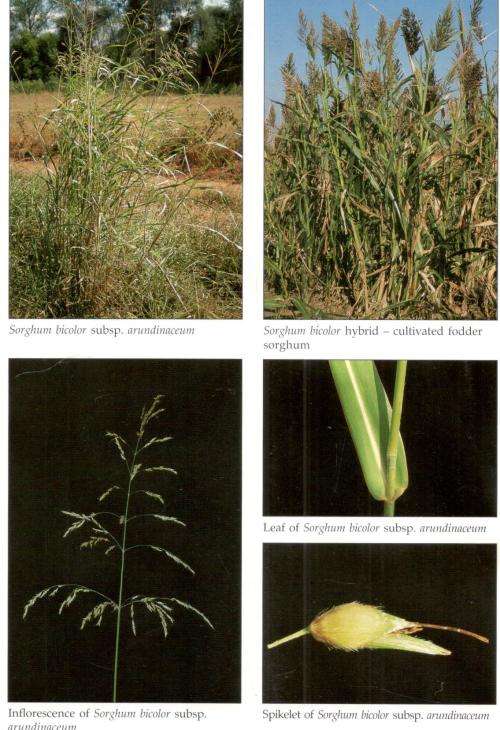Natural Science Poisonous Plants of South Africa BenErik Van